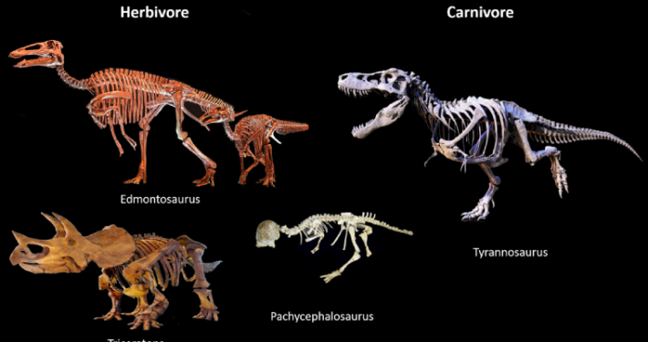 Wyoming Dinosaurs Wyoming Dinosaurs