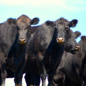 Wyoming Cattle Ranches Wyoming Cattle Ranches