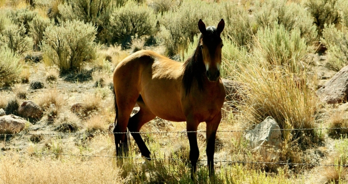 horses wyoming horses wyoming
